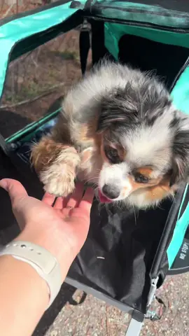 Passenger princess? More like passenger pup! 🐾 📸 @koda.toy.aussie #retrospec #readytooutdoor