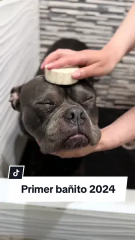 El primer baño de Khamba en el 2024 🙈 ⠀ Khamba’s first 2024 bath 🙈 #perros #spa #doglover #asmrdog #doginfluencer #perritoinfluencer #perritos #asmr #dogbath  #rutinaperruna #dogdad #dogmom #mamáperruna #khambathebully