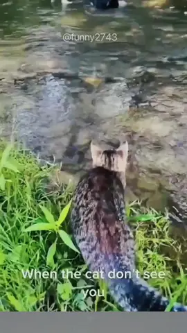 #funny #funnyanimals #funnyvideos #pet #fyp 