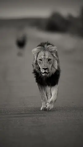 THE KING “♠️”… (by) ivanueckermann … design gg.king.account #lion #animals #ggkingaccount #foryou 