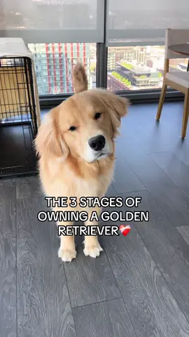 only giving glimpses of stage 3… still very much in stage 2🫶🏼 #charliethegolden #dog #dogsoftiktok #dogs #goldenretrieverpuppy #dogtok #puppytok #pet #teenagedog #chicago #goldenretriever #goldenretrieverlife #dogmom #puppychaos #zoomies 