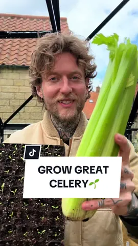 Top Tips for Growing Great Celery 🌱 Celery can be a tricky to grow and the seeds are small and take quite a while to germinate, so I sow them into open trays instead of individual pots or modules.  I just sprinkle them on top of the surface and add a very fine layer of compost as celery seeds actually require light to properly germinate. 🌱 I water them in well and then add a humidity dome to lock in that moisture. Im growing my favourite variety ‘tall Utah’ as well as a red and pink variety.  Within a few weeks they should germinate at which point I prick them out by gently prizing them apart and adding them to an individual module to grow on. When they have grown into a young plant I will transplant them into their final growing space and water regularly as they are essentially a bog plant so don’t let them dry out. Once they are mature plants I begin to harvest individual stems as and when I want them and the plant will continue to produce more stems throughout the season, this can really prolong your harvests. Or you can of course harvest the whole plant.  So will you be growing celery this season? If so, I hope this helps you grow a great crop! 😊🌱 #sowingseeds #gardeningtips #organicgardening #growyourownfood #vegetablegarden 
