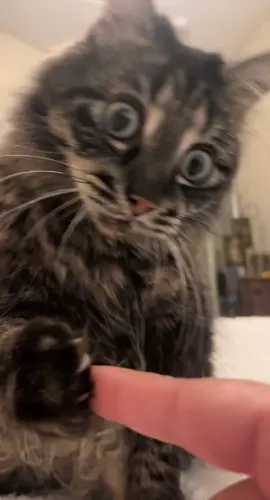 #catsoftiktok #cats #foryoupage #foryou #PetsOfTikTok #fyp #Love 