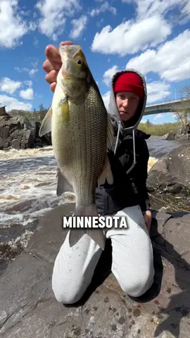 Part 9: The WhiteBass ⚪️ #fishing #minnesotafishing #fishtok #whitebass #bassfishing 