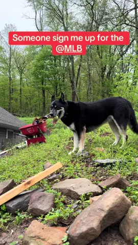 Any team need an outfielder.. I’m ready sign me up.. #doglife #MLB #baseball #dogsoftiktok #ballislife⚾️ 