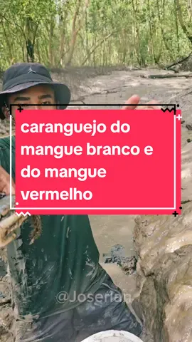 caranguejo do mangue branco e mangue vermelho 