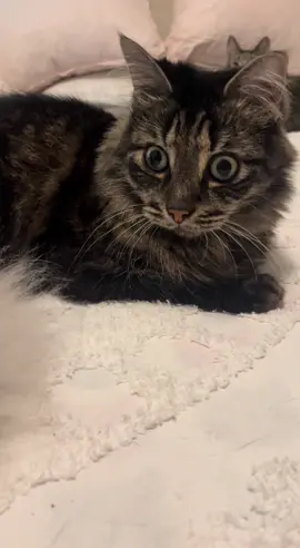 #catsoftiktok #cats #foryoupage #foryou #PetsOfTikTok #fyp 