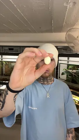 What came first, egg or bug?