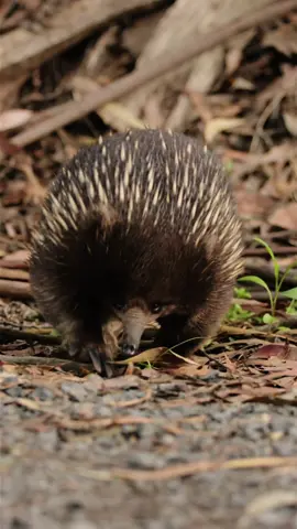 Echidnas are the best 🥹 #echidna #wildlife #nature #animals #australia #australianwildlife #kangaroo #wombat #platypus 