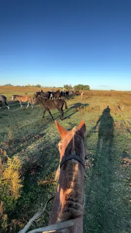 Ig:enzo_mohamad #campoargentino #gaucho #gauchoinfluencer #campoargentino🌱🌾🌻🐮🐂 #viral #gauchosnotiktok #argentina🇦🇷 #gauchosnotiktok #caballos #tropilla #paisano #perros #