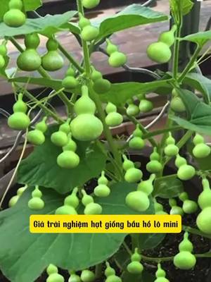 Hạt giống bầu hồ lô mini  Bầu hồ lô mini siêu quả  Ăn ngon làm cảnh cũng đẹp  A/c đặt hàng ấn vào giỏ hàng phía dưới nha #hatgiong #bau #bauholo #bauholomini #hatgiongbau #hatgiongbauholo #hatgiongbauholomini 