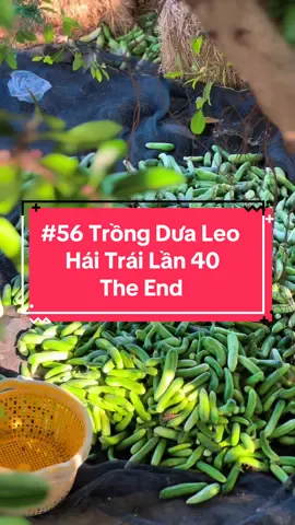 Thu hoạch dưa leo lần cuối cùng, lần thứ 40 hái dưa leo nhà trồng #hienonha 