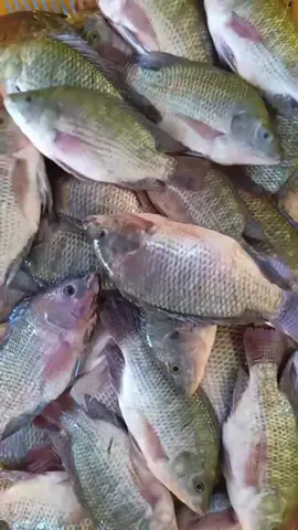 gass mujaer nya  WA: 082267271385 #mujaer#ikan#ikanmujaer#jaer#ayomakanikan#makanikan#cilacap#perjuangan#pejuangnafkah 