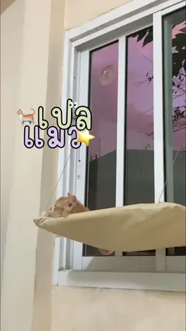 เปลแมวติดแน่น ! ไม่ต้องกลัวตก รับนํ้าหนักได้ถึง 20 กก. ราคาหลักร้อยเท่านั้น 🫶🏻  #เปลแมว #เปลแมวติดกระจก #ของดีบอกต่อ #ของถูกและดีมีอยู่จริง #ทาสแมว #สวนสัตว์tiktok 