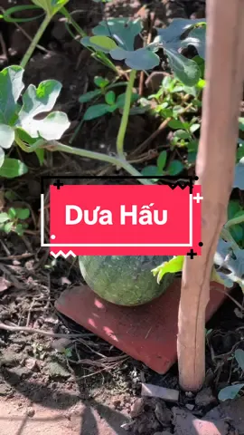Hái dưa hấu #hienonha 