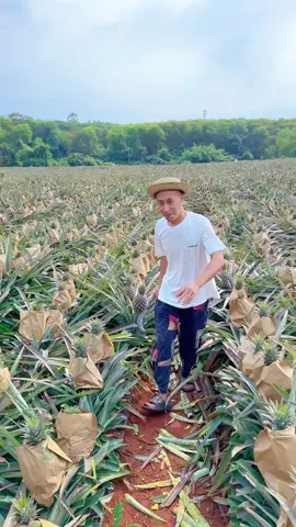 #agriculture #pineapple 