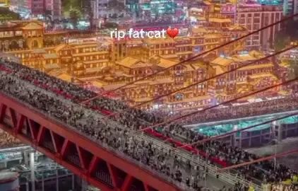 rip fat cat 🥀💔🐱#fatcat #china #storytime #fypシ゚viral #story #fyp #rip 