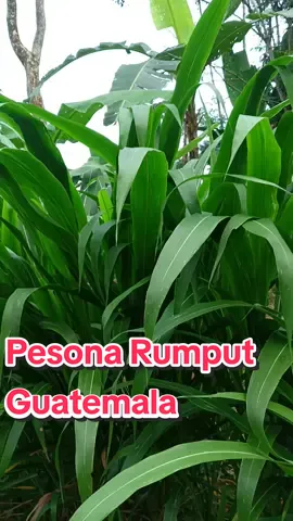 Rumput Super Guatemala  #guatemala #rumput #bankpakan #fyp#fypシ 
