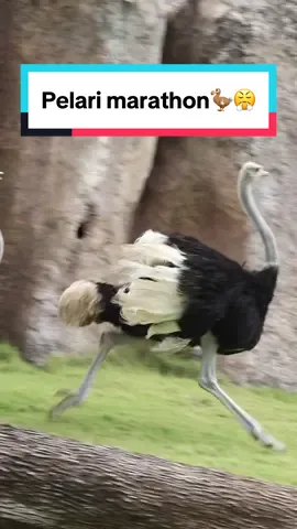 Bayangin kamu dikejar #ostrich yang larinya sekenceng ini🦤✨ #ExploreBaliZoo #BaliZoo #animalsoftiktok #Zoo #burungunta 