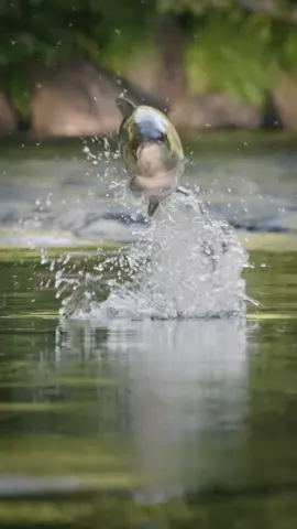 Welcome to the jungle. 🎣  #flyfishing #flyfishingtiktok #fishinglife #angler #fishing #fishingtiktoks #angling #nature #wildlife