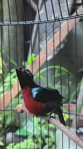 Cuman foto dulu #kicaumaniaindonesia #kicaumanianusantara #sahabatkicaumaniaindonesia #koninindonesia #kicaumania #CapCut #konin #fypシ 