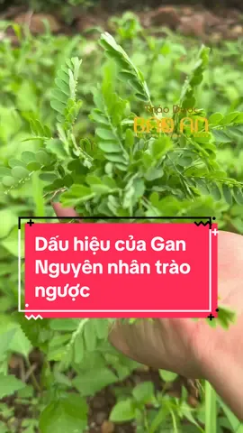 Tại sao trào ngược mãi không khỏi, dấu hiệu của Gan #thaoduocbaoan #traonguocdaday #gan