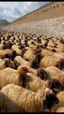 Koçerlerin Zorlu Yayla Yolcuğu Başladı🌼🤍Nereden izliyorsunuz✍️@🥀 KİRVE ⁶⁵✪ ރ @Mazhar Ölmez @Mazhar Ölmez #72batman #bitlis13 #van65 #tatvan #mardin #kozluk #siirt #muş49 #koyunlar #takipat #beniizle #manzaram #keşfetacıl #çoban #tiktokbilirkisimiz #Koçer #koçero #tranding_ #kangalkoyun #trend #foryourpage #viralvideo #yörük  #keşfetbeniöneçıkar #foryoupage❤️❤️ #foryoupageofficiall #sesefekti #tiktokindia #likes👍🏻 #keşfet #keşfetedüşmek #doğalyaşam #etkileşiminsırrı #etkileşim #dağlar #trending #hayvancılıkbizimişimiz #emektir #capcutamor #koyunvideoları #keşfeteçıkmak #beniizle #yörükler #trend #keşfetbeniöneçıkar #tiktok #likesyou #keşfetedüşmek #fypシ゚viral #explorepage #fypシ #videolike #like #keşfet #keşfetedüşmek #keşfeteçıkmak #öneçıkar #beniizle #takipçilerime #idonsepek  #fyp5266m #bpwkpp #ezkoçerim #videoviral #video #videos #keşfetteyizzz #tiktoklive #keşfetbeniöneçıkar @Mahmut ölmez 72 @𝐁𝐚𝐲 𝐊𝐨ç𝐞𝐫🌼 @jiyana_koçeri56 @☀️ŞİVANOO☀️ @✪ Ç E K D Â R ✪ 