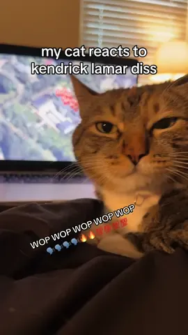 Kendrick Lamar and Drake beef was put to end after that line 😭😭😭 #kendricklamar #drake #notlikeus #cats #hiphop #rap #raptok #cat #catsoftiktok #fyp