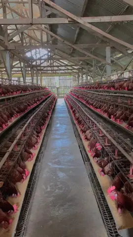 adem ayem nyawang e 🥹 Alhamdulillahh #peternakmudaindonesia #ayam #ayanpetelur #peternakmudaindonesia🇮🇩🇮🇩🇮🇩 #CapCut 