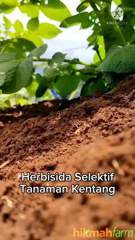RAHASIA Gulma Kentang BERSIH dengan Kombinasi Teknik Budidaya & Herbisida Selektif di Lahan #Hikmahfarm_Pangalengan   Bismillah,  . Pengedalian Gulma secara manual dengan di cangkul pada Lahan miring rawan mengakibatkan erosi tanah. Pencangkulan tanah yang terlalu dekat ke umbi benih atau tunas yang baru tumbuh bisa menyebabkan pelukaan akar dan stolon.  Pelukaan ini bisa menjadi pintu masuk untuk infeksi pathogen terutama bakteri penyebab Layu. Pengedalian Gulma secara manual juga membutuhkan banyak tenaga kerja, yang sekarang mulai susah didapatkan. . Alternative nya adalah pengedalian Gulma dengan Herbisida. Penggunaan Herbisida pada tanaman kentang bisa dilakukan 2-3 Kali dalam semusim. . Aplikasi herbisida Pertama 5-10 Hari setelah penanaman Ketika Tanaman BELUM TUMBUH ke Permukaan. Namun gulma mulai pada bermunculan. Herbisida kontak yang digunakan bahan aktif Paraquat seperti Gramoxon. Dosis penggunaan 250-300 mili per drum 200 liter, atau 25-30 mili per tangki/ pompa gendong yang 16-17 liter. Pada saat aplikasi, bisa ditambahkan Pestisida Bahan Aktif sipermetrin, klorfiphos atau lainnya untuk mencegah Serangan hama ulat tanah Agrotis ipsilon. . Aplikasi kedua, kombinasi herbisida selektif Sencor/Unicor/Zenicor (bahan aktif Metribuzin) untuk mengendalikan gulma berdaun lebar dan #Gallant108EC, Atau Agil untuk gulma berdaun sempit tanaman kentang. Ketika 50-75% tanaman sudah tumbuh, dibarengkan dengan aplikasi Fungisida dan Pestisida pertama. . 1. Haloksifop-R-Metil Ester (Gallant) 250mili per drum 200liter, atau 40-50ml per pompa gendong. Atau Agil 200ml per drum, DICAMPUR dengan, 2. Metribuzin 100 gram per drum 200liter atau 8-10 gram per pompa gendong. Aplikasi herbisida kedua ini TANPA PEREKAT PERATA.  Satu hektar menghabiskan 2-3 drum larutan, tergantung dari kerapatan serta usia gulma yang hendak dikendalikan.  . JANGAN PERNAH menggunakan Herbisida sistemik Bahan Aktif Glifosat pada tanaman Kentang. Kecuali SEBELUM Olah Tanah, Karena bisa mengakibatkan tanaman mati, dengan umbi benih yang ikut membusuk. . Aplikasi Herbisida yang terakhir dilakukan untuk mematikan Tajuk Tanaman Kentang dan Gulma di Lahan 10-15 Hari Sebelum Panen. Herbisida Kontak yang digunakan bahan aktif Paraquat seperti Gramoxon. Dosis 500mili per drum 200 liter, atau 50mili per pompa gendong.  Untuk menghindari migrasi atau perpindahan hama dari Lahan yang di Gramoxon, bisa ditambahkan Pestisida pada waktu aplikasi penyemprotan Herbisida yang terakhir ini. Aplikasi herbisida terakhir ini juga TIDAK MENGGUNAKAN Perekat Perata / Adjuvan Spreader. . Semoga infomasinya bisa sedikit membantu rekan2 para petani kentang, Haturnuhun. . . #BenihKentangPDhikmah #BenihKentangPangalengan #BenihKentang_hikmahfarm_Pangalengan #SwaSembadaBenihKentangNasional #KelompokTaniMitraHikmahFarm #hikmah_farm_Pangalengan #HikmahFarmPangalengan #PDhikmah . #kentang #potatoes #potato #benih #BenihKentang #potatoseed #seedpotatoes . #HerbisidaSelektif #SelectiveHerbicides #Gulma #Herbicides #WeedControl