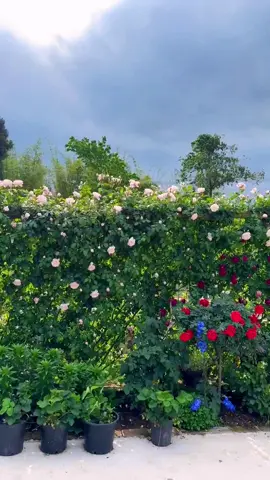 #tiktok #foryou #flowers #garden #nature 