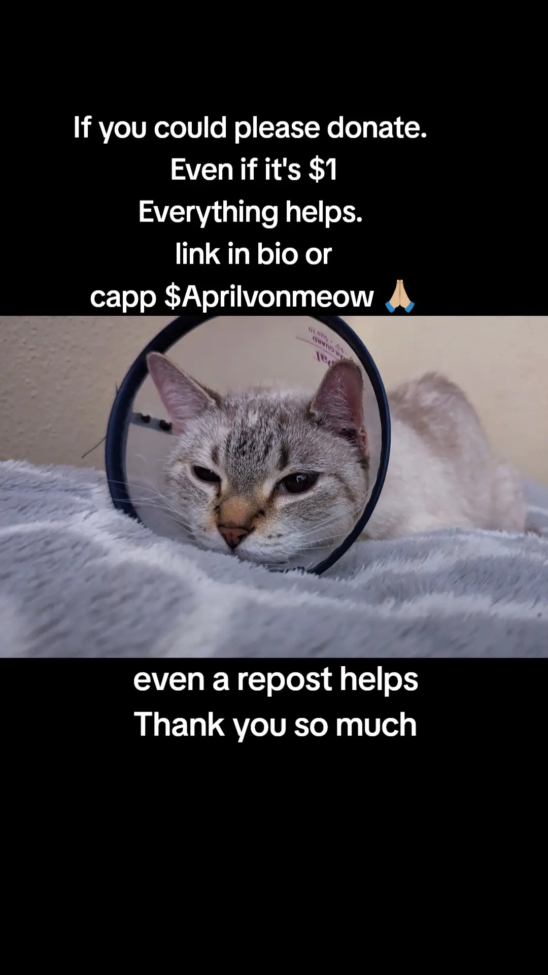 If you could please donate. Even if it's $1 Everything helps.  Gofundme link in bio 🙏🏼 capp $Aprilvonmeow I also have PayPal .  Or please repost Thank you so much my beloved cat Pixie has been my faithful companion for 12 years. She’s not just a pet; she’s family she is my baby. She has been there for me when no one else was.  Recently, Pixie’s health took a sudden turn. She became very bloated, stopped eating, and had trouble using the restroom. Desperate, I rushed her to the vet, where they diagnosed her with pyometra—an infection of the uterus. The only option was emergency surgery to remove her infected uterus. Pixie’s life hung in the balance, and I wasn’t prepared for this unexpected expense. The vet explained that without immediate intervention, Pixie’s condition would worsen rapidly. The surgery was her lifeline, and I couldn’t bear the thought of losing her. Now, as Pixie recovers, the vet bills have piled up. The financial strain is overwhelming, and I’m reaching out for help. Every contribution matters— Pixie is still fighting, and I’m determined to do everything I can to see her through this. Your support means the world to us. Thank you for considering supporting Pixie during this challenging time. Together, we can give her a chance at a healthy, happy future. #fyp #catsoftiktok #cat #grow #blowthisup #viral #foryou #foryoupage #fypviral❤♡❤♡❤♡ tiktok #rescue #CapCut #relatable #please  #cats #kitten #kittensoftiktok #cattok #texas #rescues #educational 