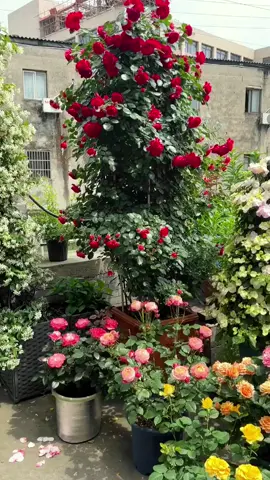 #tiktok #foryou #flowers #garden #spring 