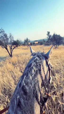 #خيل🐎 #خيل_عربي_اصيل #🖤 #زعيم_البرجينو❤️ #الخليل #الحاره_التحتا 