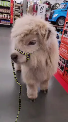 ☺️☺️ #minicow #cute #minihighlandcows #cowsoftiktok #fypシ #funnyfarm🐄🐐 