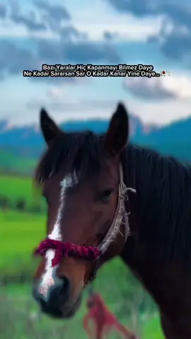 Bazı Yaralar Hiç Kapanmayı Bilmez Daye Ne Kadar Sararsan Sar O Kadar Kanar Yine Daye…🥀🕊#keşfet #westiyam_ #kürtceşarkılar #dertlisözler #fyp #keşfetbeniöneçıkar #kürtçemüzik 