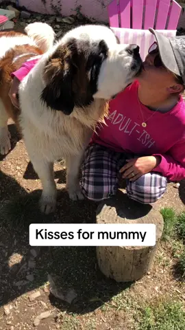 I love my dobby ❤️ #saintbernard #dogsoftiktok #puppylove #kisses #trending 