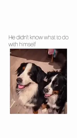 Funny dogs compilation #funnydog #funnypet #cutedog #dogsoftiktok #doglover #dog #longervideos 