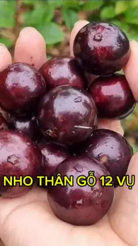 nho thân gỗ 12 cây đẹp, nhanh cho quả#nhothangosieutrai #nhothango12vu 