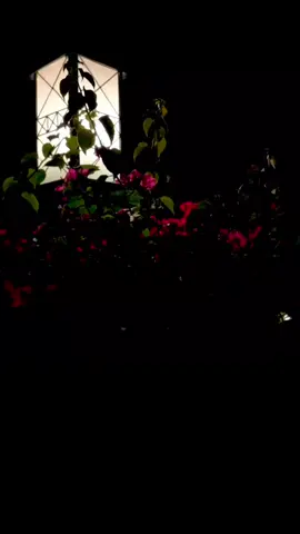 رأيكم يهمني 🎶🤍  @الفنان محمود التركي  #explore  #life #like #ستوريات #منشورات #لايك  #اكسبلور_فولو #اغاني ‏#محمود_التركي  #foryoupage #explorepage #fypジ ‏  #reels #explore #حالات_واتس #viral #trend #trending #top_music #viral #new #العراق #الاردن #سوريا #فلسطين #مصر #الجزائر #reelsinstagram #reelkarofeelkaro #reelitfeelit 