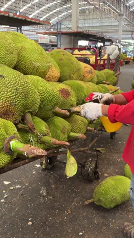 Jackfruit peeling by experts 🔥 - Thai Fruit