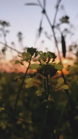 من القصائد الخالدة لرثاء الامام 