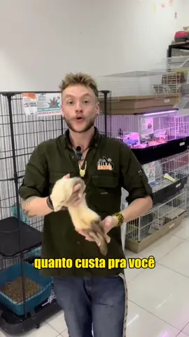Quanto custa para você ter um furão? 🧐🦦 www.dasilvasauro.com.br A maior loja do Brasil especializada em répteis, aves, roedores e mamíferos em geral. 🐍🦜🦎🐢🦔🦉🦝🐹🐦🐀🐰 #furão #ferret #bio #animaisfantasticos #dasilvasauro #campinas #saopaulo