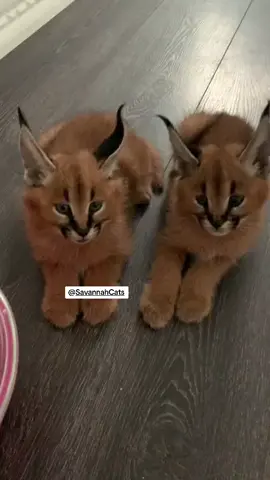 Caracal kittens talking for the first time! #caracal 