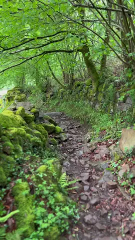 Los preciosos caminos olvidados de nuestro valle… 💚 #naturaleza #caminosolvidados #vallespasiegos #caminoverde #bosque #bosques #bosqueencantado #cantabria #cantabriainfinita #verdepasiego
