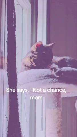 #catsoftiktok #catloversclub #furbabies #furbabiesoftiktok #foryou 