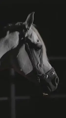 #حصان_عربي_أصيل #موسيقى #حزين 