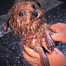 Fofinho..#emocionante#dog#cachorro#chuva#riograndedosul#viraltiktok#fy 