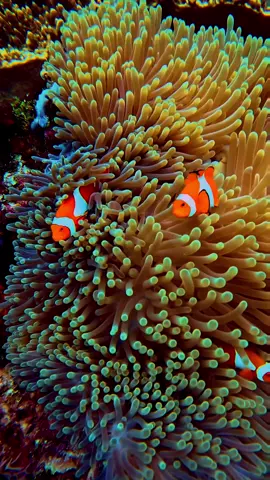 🇮🇩Indonesia 📍Raja Ampat In the underwater world of Raja Ampat, you can even find Nemo! 🤿Explore the vibrant marine life and stunning coral reefs of this beautiful destination.  #RajaAmpat #UnderwaterWorld #FindingNemo #MarineLife #exploretheoceans