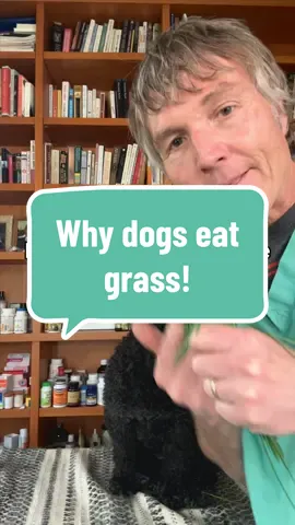 5 reasons why your dog eats grass and what you can do about it #grass #eatinggrass #sickdog #dogbehavior #vomit 